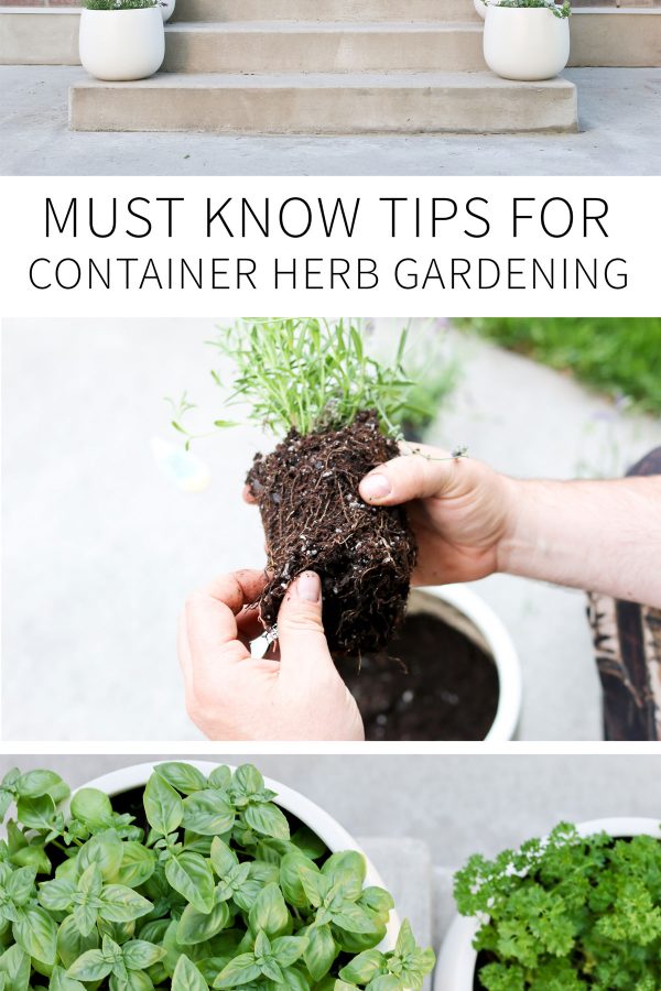 Must know tips for container herb gardening