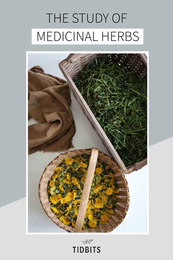 Dandelion flowers and leaves in baskets