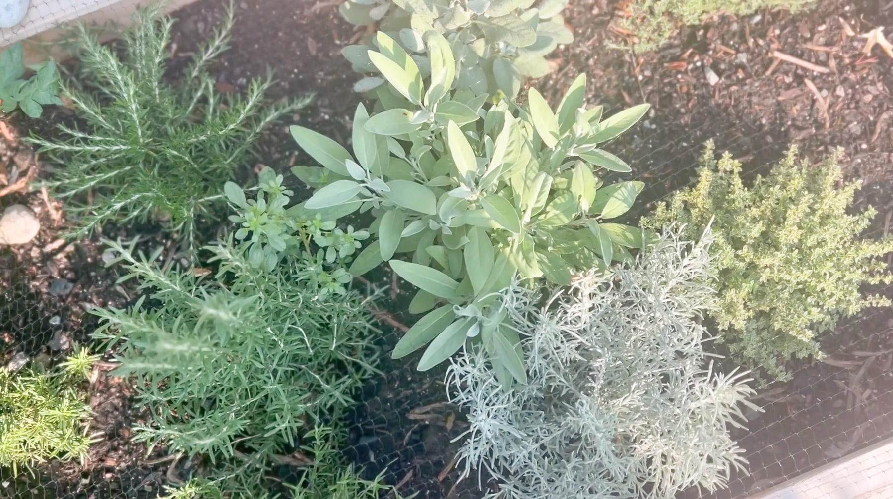 The 10 Best Garden Herbs to Grow at Home - The Keeper of the Home