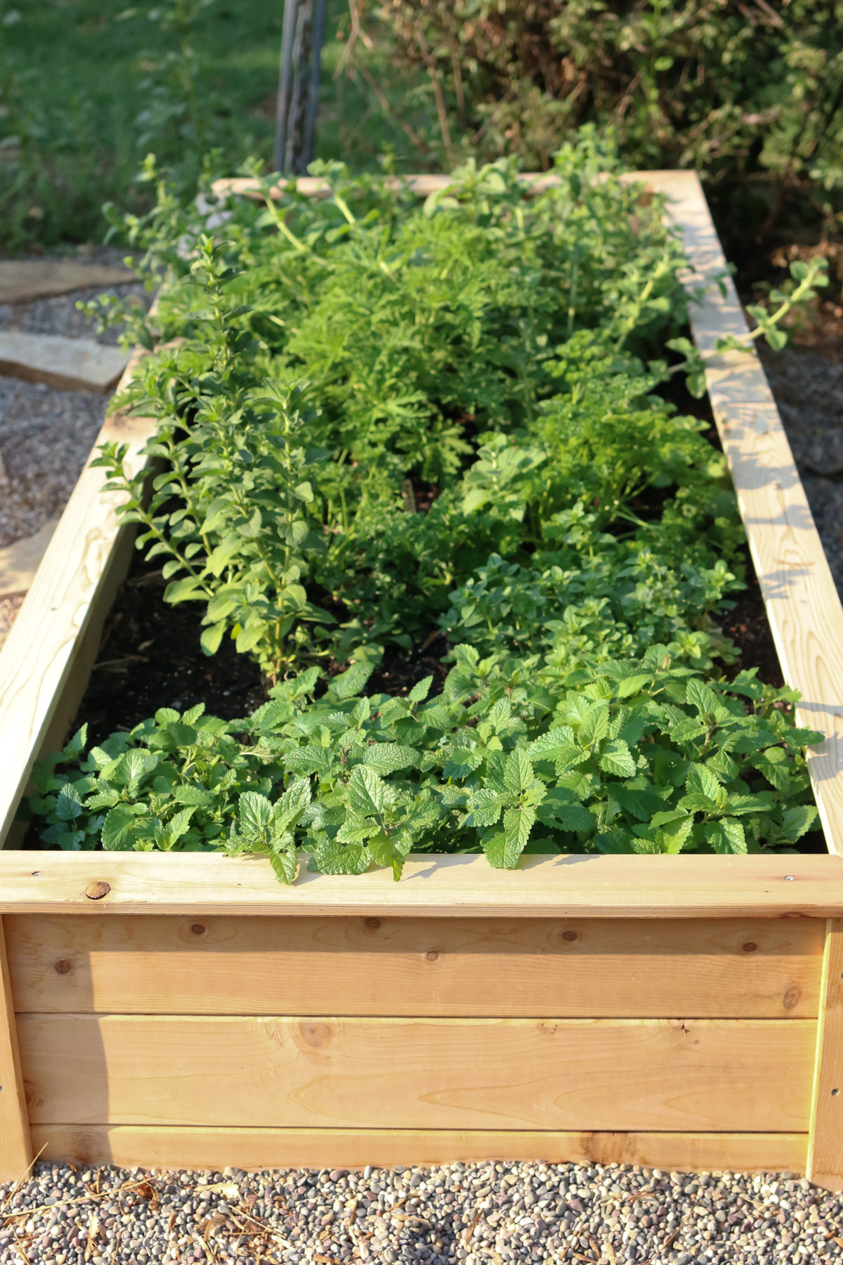 The 10 Best Garden Herbs to Grow at Home - The Keeper of the Home