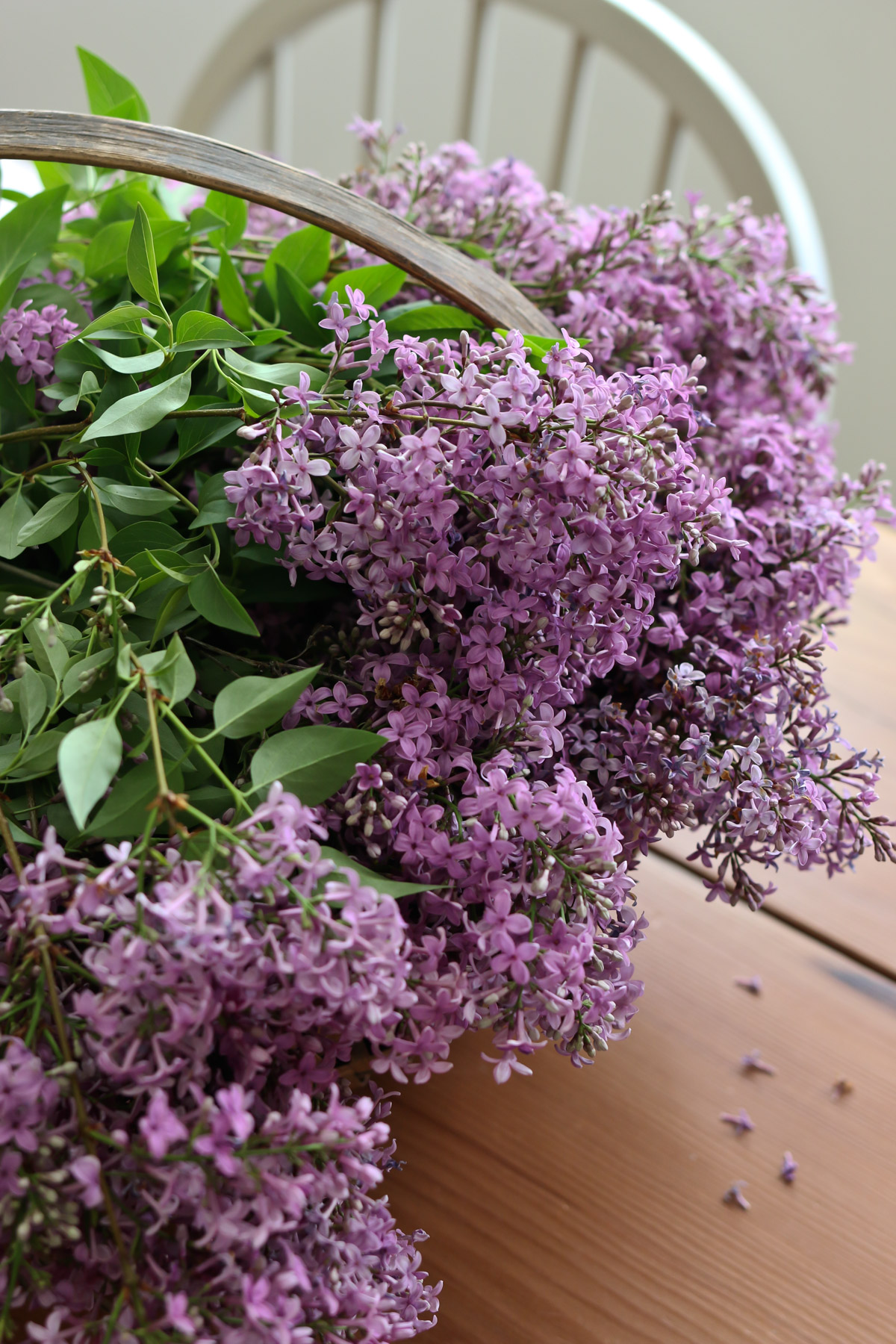 Several branches of purple lilac flowers are gathered together in a basket on a kitchen table