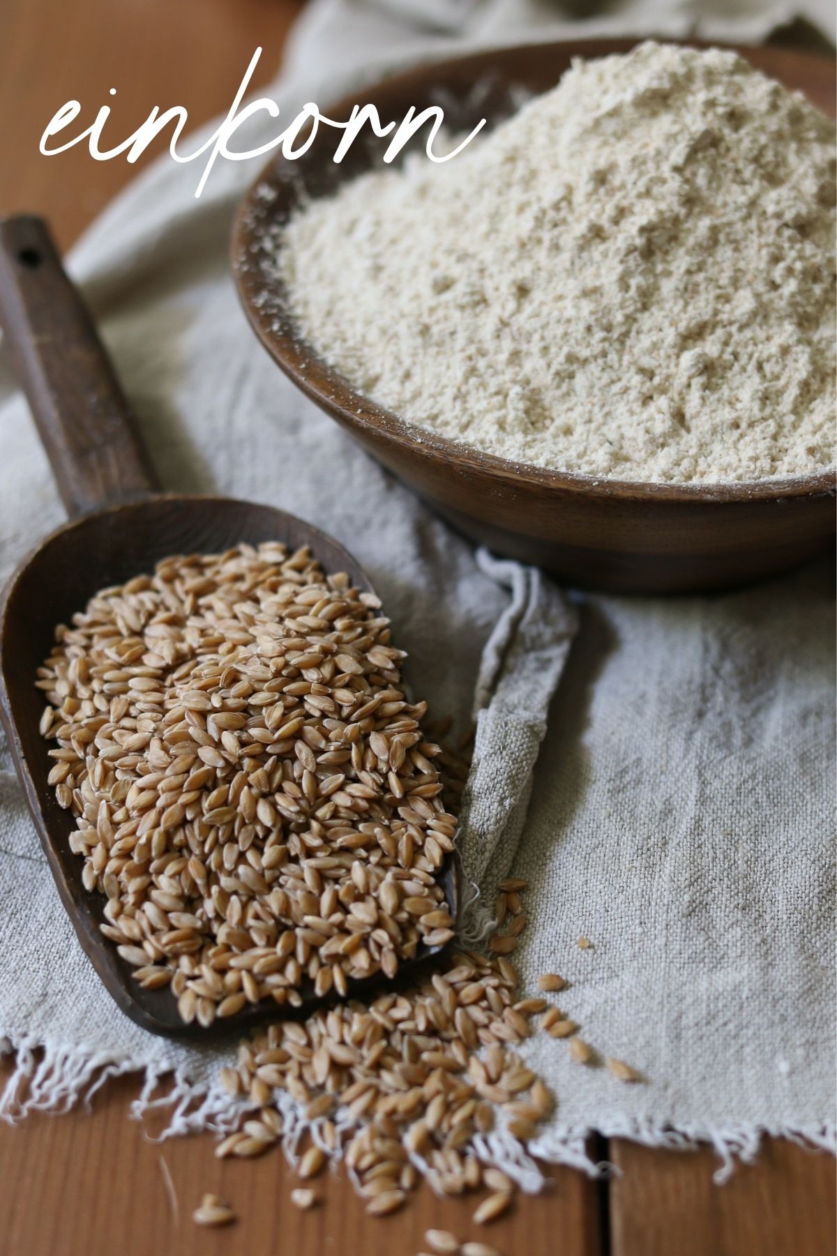 A wooden scoop holds einkorn berries next to a bowl of einkorn flour