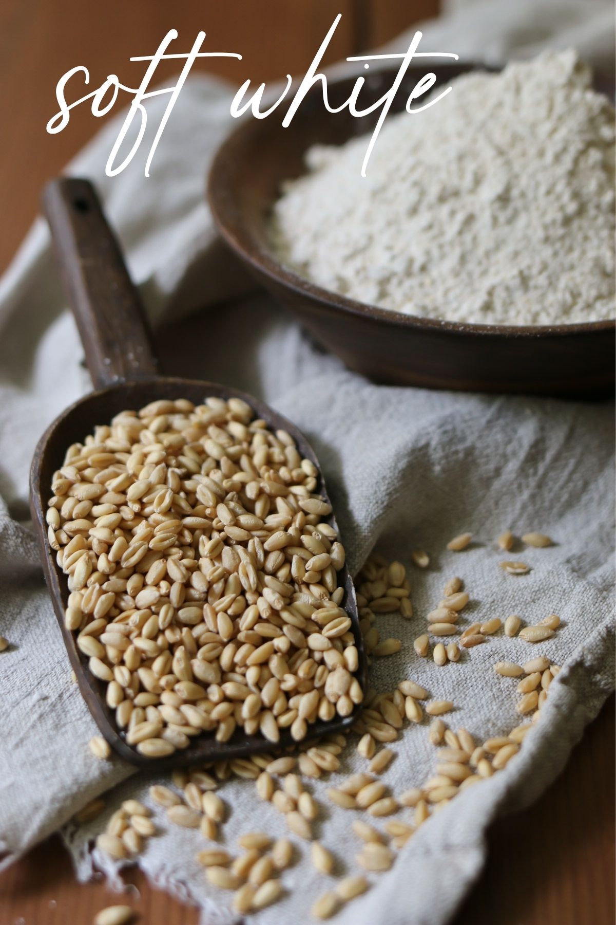 A scoop spoon holds kernels of soft white wheat berries alongside a bowl of freshly milled flour