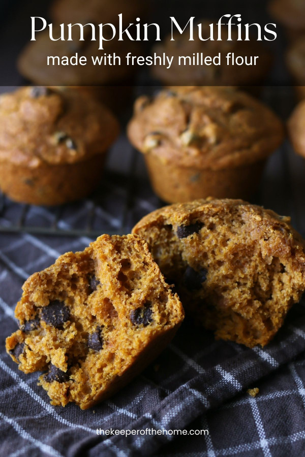A whole grain pumpkin chocolate chip muffin made with freshly milled flour is broken in half revealing the perfect texture